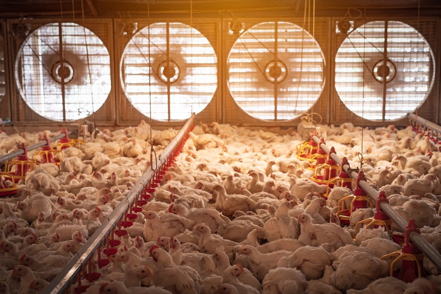 هواکش مرغداری