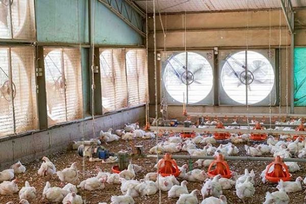 نصب هواکش مرغداری