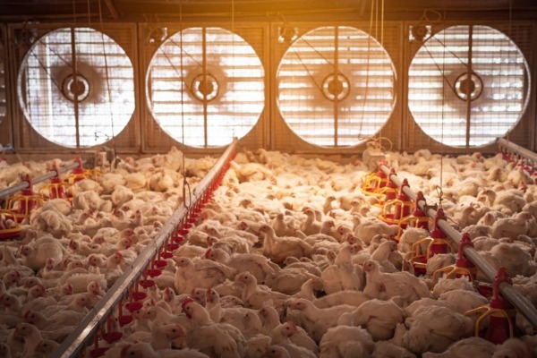 هواکش مرغداری